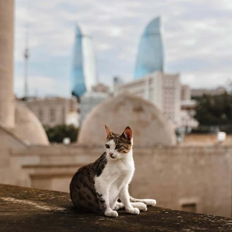 Baku City Tour: Explore the Heart of Azerbaijan - The Guide Factor: Maqsood’s Style Makes It Flow