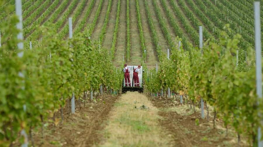 Baku: Organic Winery Tour in Shamakhi with Local Lunch - From Baku to Shamakhi: a country-drive with real purpose