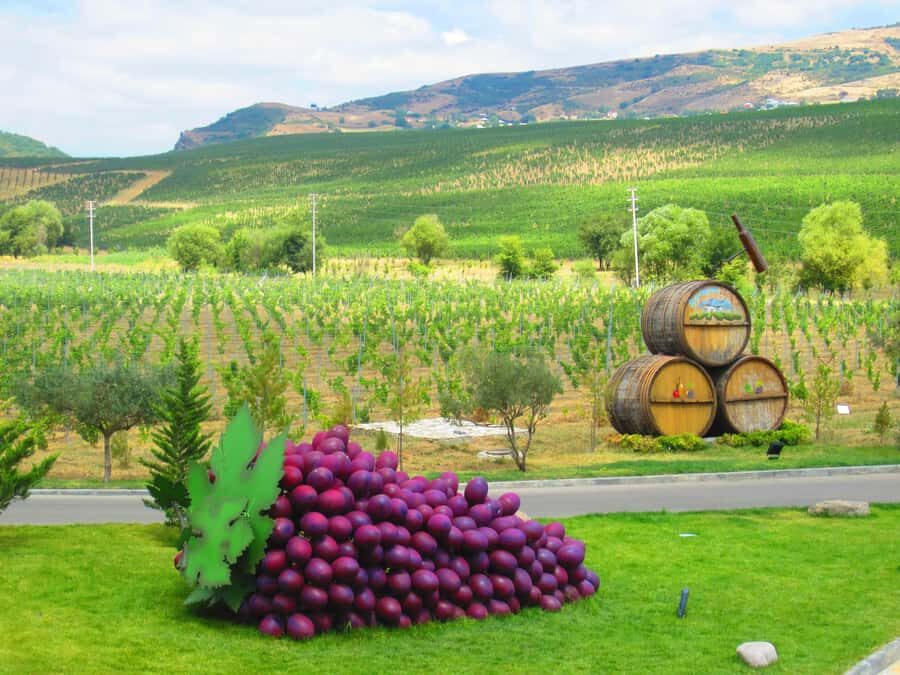 Baku: Organic Winery Tour in Shamakhi with Local Lunch - Vineyard walkthrough: learning grapes you can actually taste