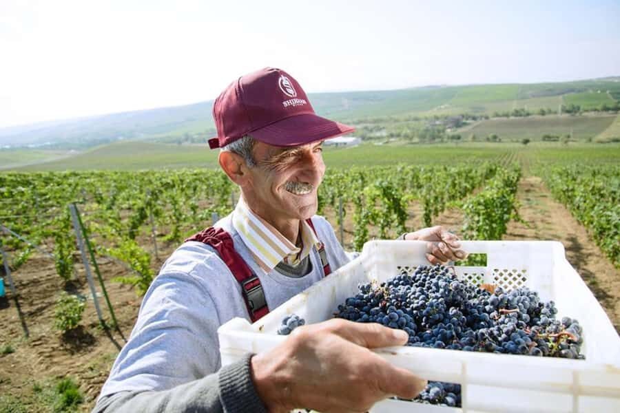 Baku: Organic Winery Tour in Shamakhi with Local Lunch - Shirvan wine tasting with cheese: how to compare flavors without guessing