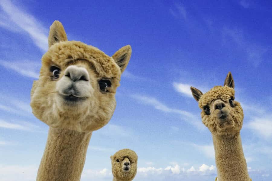 From Baku: Shamakhi City and Alpaca Farm Tour - Key Points You’ll Actually Care About