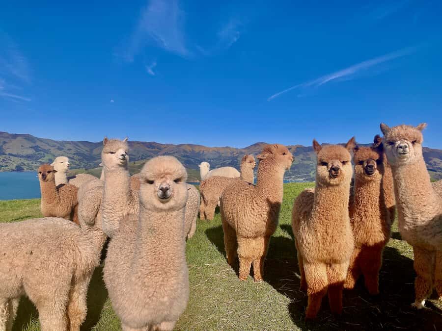 From Baku: Shamakhi City and Alpaca Farm Tour - Should You Book This Shamakhy and Alpaca Day Trip?