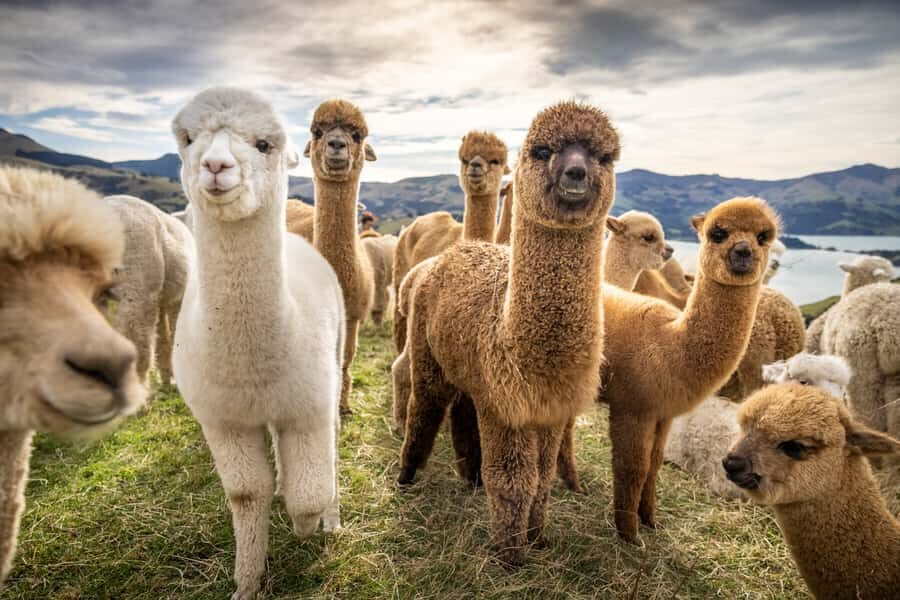 From Baku: Shamakhi City and Alpaca Farm Tour - Diribaba Mouseleum: A Quirky Museum Stop That Still Feels Cultural