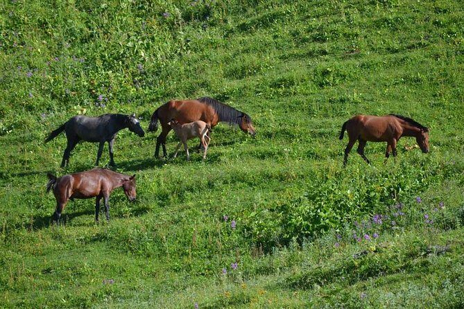 Relaxable and Knowledgeable 9 days Tour in Azerbaijan - Key things that make this northern Azerbaijan trip work