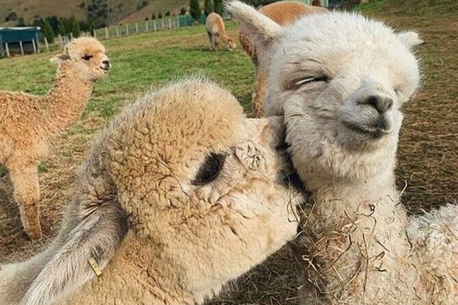 Shamakhi Alpaca Private Tour - Key highlights to know before you go