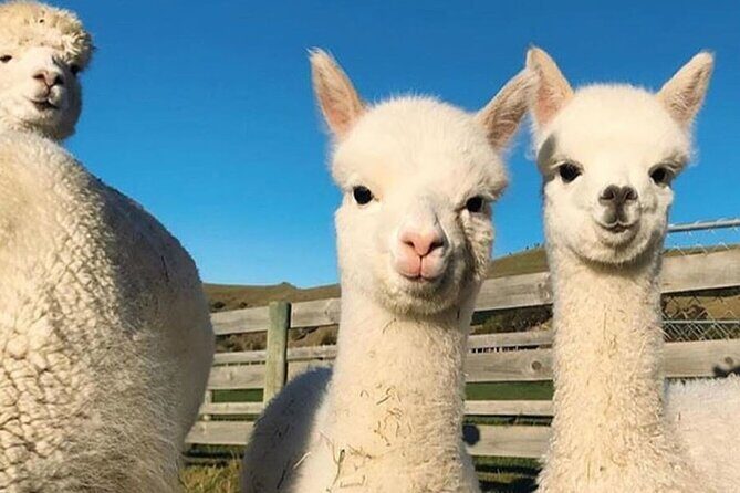 Shamakhi Alpaca Private Tour - The guide and the flow: comfort, timing, and calmer questions