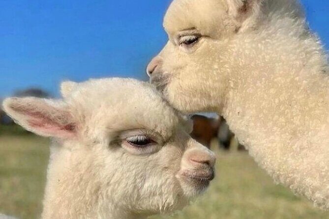 Shamakhi Alpaca Private Tour - What to do to make your visit feel smooth