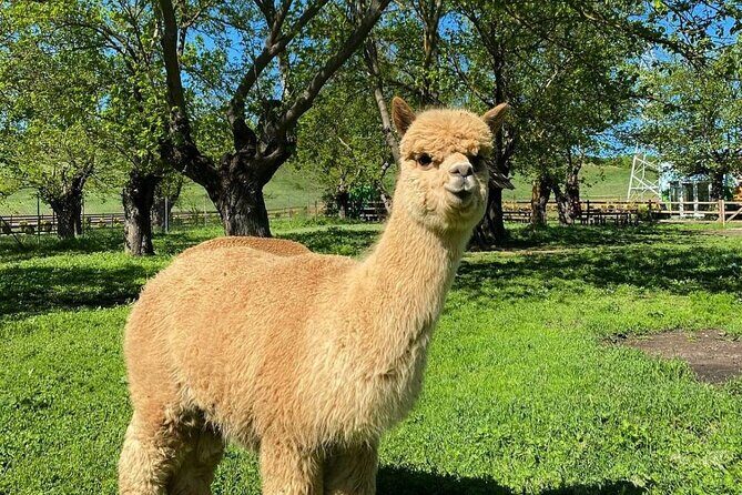 Shamakhi Alpaca Private Tour - Getting from Baku: the 120 km drive and why it matters