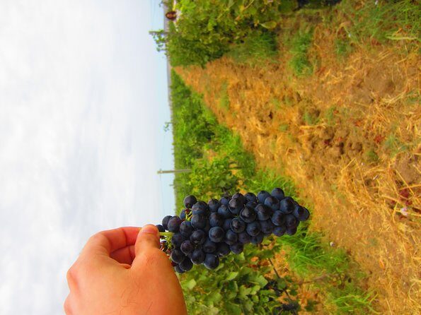 Wine Tour Baku - Why Baku’s Wine Country Makes Sense for a Half-Day