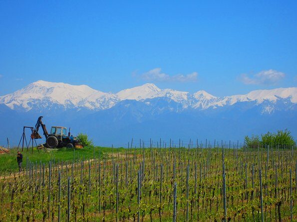 Wine Tour Qabala with Local Lunch - Key highlights you’ll feel immediately