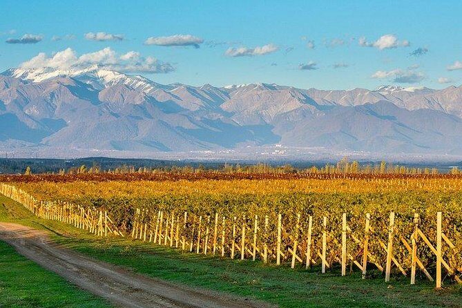 Wine Tour Qabala with Local Lunch - Why Savalan Valley beats a stay-in-Baku wine day